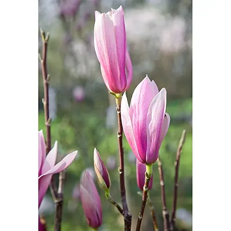Pflanzen für dich  Magnolie 60-80 cm
