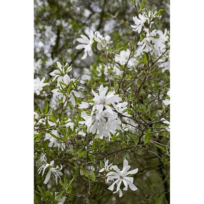 Pflanzen für dich Magnolie 100-125 cm - Magnolia stellata, Aktuelle Wuchshöhe: 100 cm - 125 cm - Weiße, sternförmige Blüten mit grünen Blättern an einem blühenden Busch.
