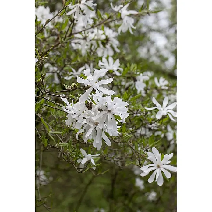 Pflanzen für dich Magnolie 100-125 cm - Magnolia stellata, Aktuelle Wuchshöhe: 100 cm - 125 cm - Weiße, sternförmige Blüten mit vielen schmalen Blütenblättern, die an einem Ast blühen.