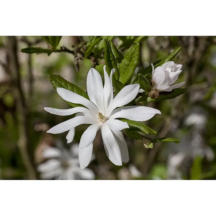 Pflanzen für dich Magnolie 100-125 cm - Magnolia stellata, Aktuelle Wuchshöhe: 100 cm - 125 cm - Weißes Sternmagnolienblüte blühend an einem Ast mit grünen Blättern.