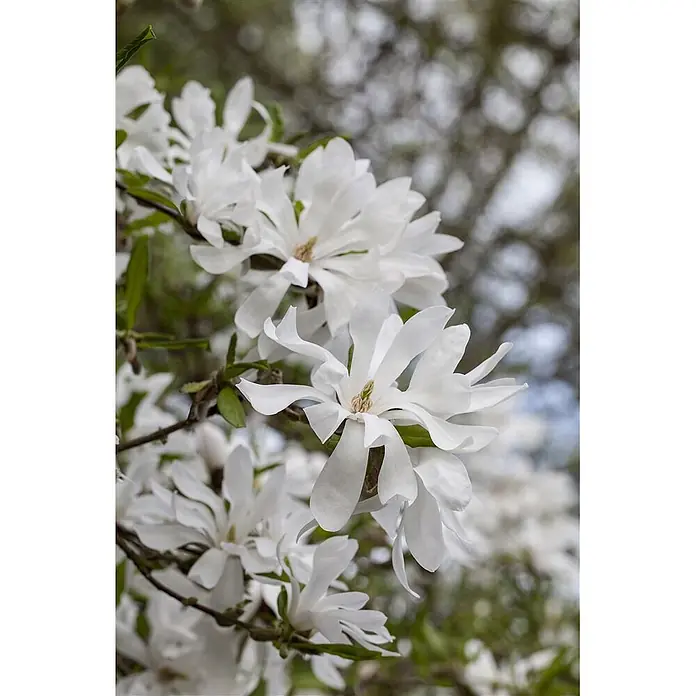 Pflanzen für dich Magnolie 100-125 cm - Magnolia stellata, Aktuelle Wuchshöhe: 100 cm - 125 cm - Weiße, sternförmige Blüten blühen zart an einem Ast. Ihre vielen dünnen Blütenblätter bilden eine schöne, luftige Erscheinung.