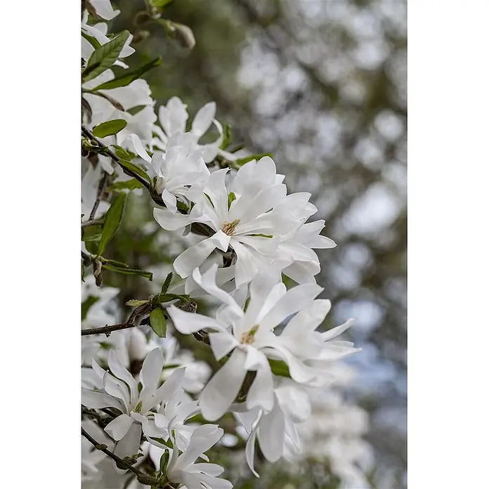Pflanzen für dich Magnolie 100-125 cm - Magnolia stellata, Aktuelle Wuchshöhe: 100 cm - 125 cm - Weiße, sternförmige Blüten blühen an Zweigen mit grünen Blättern vor einem weichen, unscharfen Hintergrund.