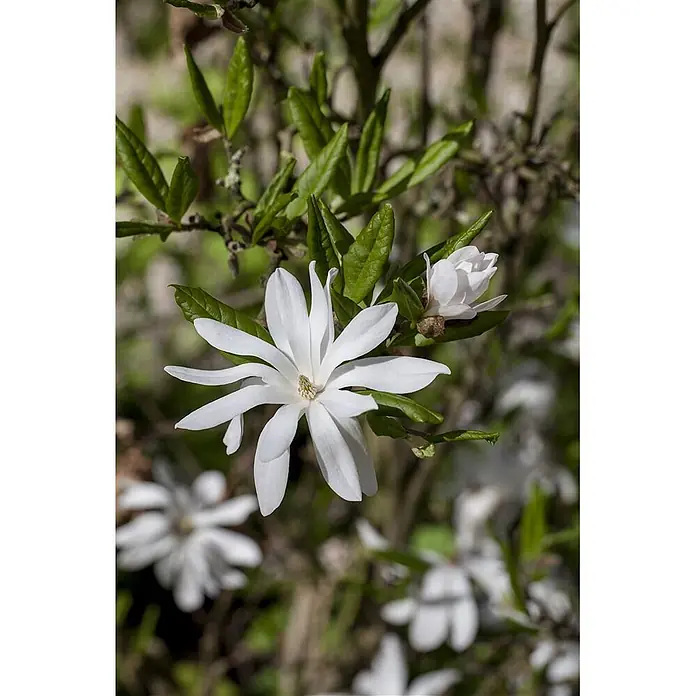 Pflanzen für dich Magnolie 100-125 cm - Magnolia stellata, Aktuelle Wuchshöhe: 100 cm - 125 cm - Weiße Sternmagnolienblüte in voller Pracht mit sichtbaren Stempeln, umgeben von grünen Blättern und einer Knospe.