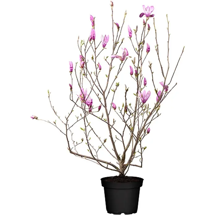 Pflanzen für dich Magnolie Tulpenmagnolie - Magnolia × soulangeana, Aktuelle Wuchshöhe: 80 cm - 100 cm - Getopfte Magnolie mit rosa Blüten und Knospen in einem schwarzen Topf.