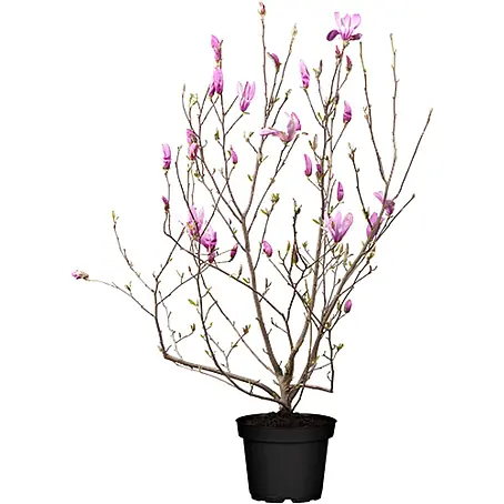 Pflanzen für dich  Magnolie Tulpenmagnolie