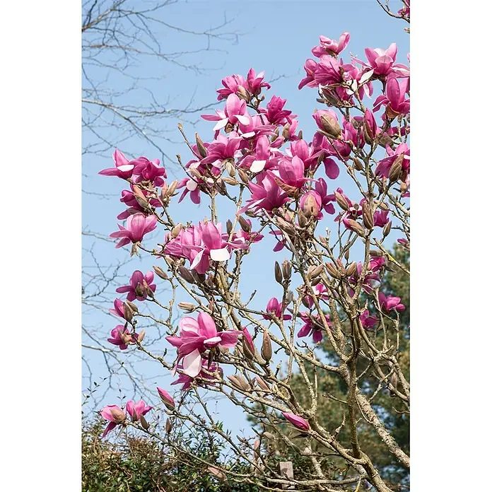 Pflanzen für dich Magnolie 50-60 cm - Magnolia denudata 'Festirose', Aktuelle Wuchshöhe: 50 cm - 60 cm - Rosa Magnolienblüten an kahlen Ästen vor blauem Himmel.