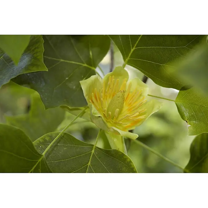 Pflanzen für dich Magnolie 10L 100- 125 - Liriodendron tulipifera, Aktuelle Wuchshöhe: 100 cm - 125 cm - Eine hellgrüne und gelbe Tulpenbaumblüte mit auffälligen orangefarbenen Staubblättern, umgeben von grünen Blättern.