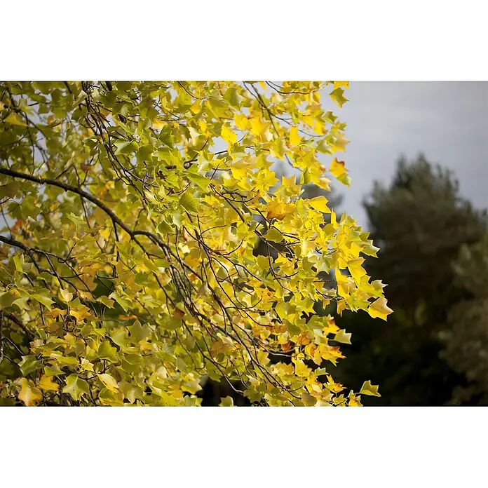 Pflanzen für dich Magnolie 10L 100- 125 - Liriodendron tulipifera, Aktuelle Wuchshöhe: 100 cm - 125 cm - Leuchtend gelbe und grüne Herbstblätter an Ästen.