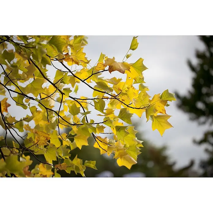 Pflanzen für dich Magnolie 10L 100- 125 - Liriodendron tulipifera, Aktuelle Wuchshöhe: 100 cm - 125 cm - Hellgelbe, markant geformte Herbstblätter an Ästen.