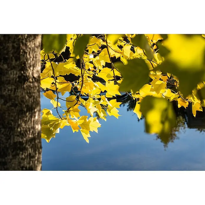 Pflanzen für dich Magnolie 10L 100- 125 - Liriodendron tulipifera, Aktuelle Wuchshöhe: 100 cm - 125 cm - Leuchtend gelbe Herbstblätter eines Baumes mit dunklem Stamm spiegeln sich klar in blauem Wasser unter Sonnenlicht.
