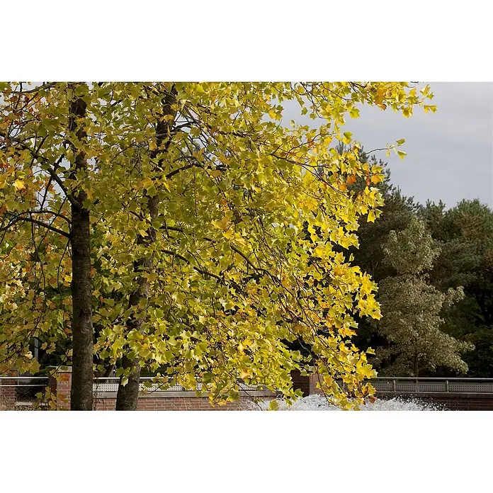 Pflanzen für dich Magnolie 10L 100- 125 - Liriodendron tulipifera, Aktuelle Wuchshöhe: 100 cm - 125 cm - Baum mit leuchtend gelben Herbstblättern. Dunkle Stämme, ferne Bäume, Ziegelmauer und ein Wasserlauf im Hintergrund.