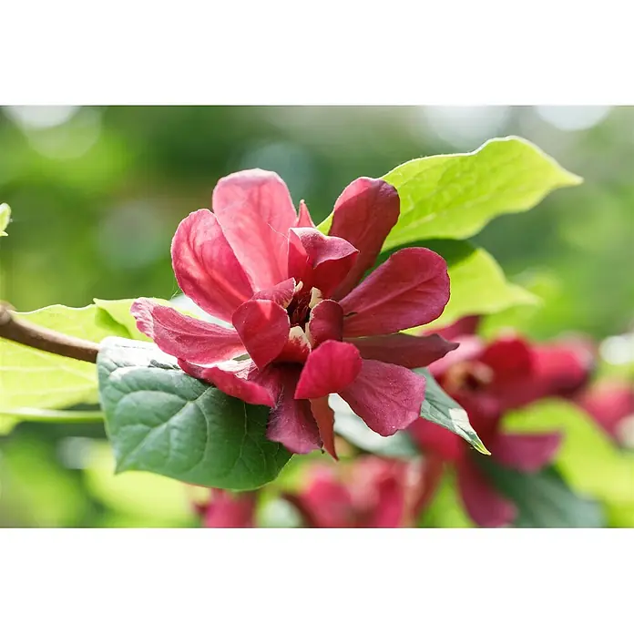Pflanzen für dich Magnolie Gewürzstrauch - Sinocalycanthus raulstonii 'Hartlage Wine', Aktuelle Wuchshöhe: 80 cm - 100 cm - Dunkelrote Calycanthus-Blüte mit mehreren Blütenblättern und cremigem Zentrum, umgeben von grünen Blättern.