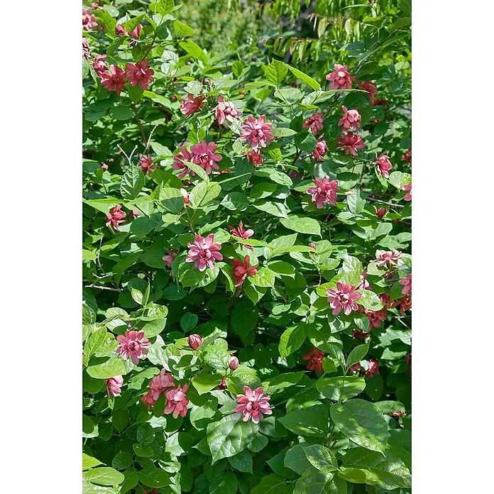 Pflanzen für dich Magnolie Gewürzstrauch - Sinocalycanthus raulstonii 'Hartlage Wine', Aktuelle Wuchshöhe: 80 cm - 100 cm - Ein lebhafter Busch mit grünen Blättern und zahlreichen kleinen, rötlich-pinken Blüten in voller Blüte.