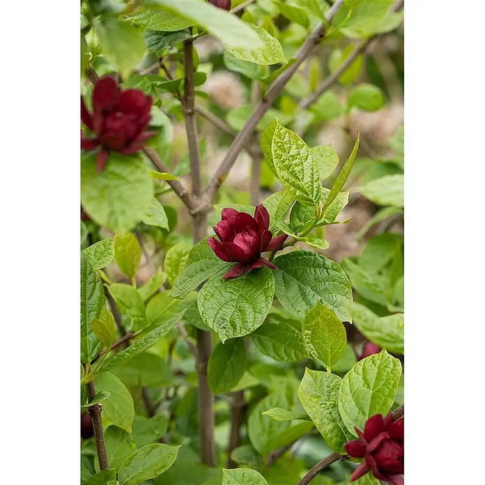 Pflanzen für dich Magnolie Gewürzstrauch - Sinocalycanthus raulstonii 'Hartlage Wine', Aktuelle Wuchshöhe: 80 cm - 100 cm - Dunkelrote, sternförmige Blüten und glänzende grüne Blätter an einem holzigen Strauch.