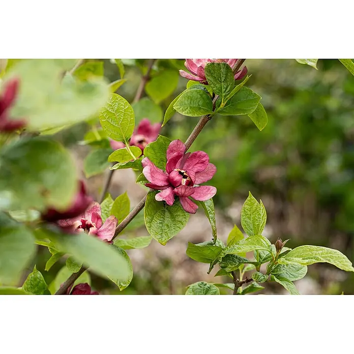 Pflanzen für dich Magnolie Gewürzstrauch - Sinocalycanthus raulstonii 'Hartlage Wine', Aktuelle Wuchshöhe: 80 cm - 100 cm - Lebhaft pink-violette Blüten auf einem grünen, belaubten Strauch.