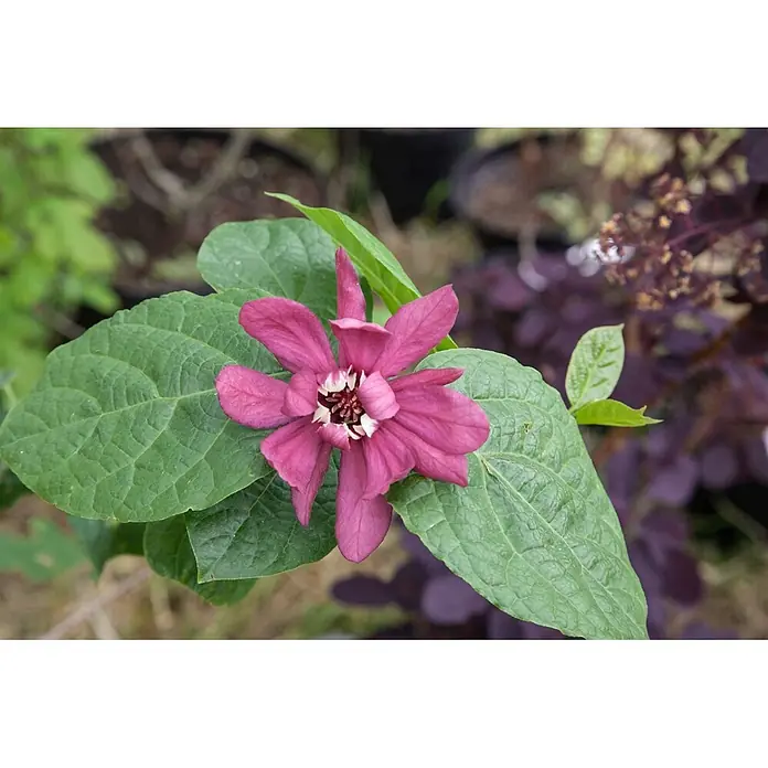 Pflanzen für dich Magnolie Gewürzstrauch - Sinocalycanthus raulstonii 'Hartlage Wine', Aktuelle Wuchshöhe: 80 cm - 100 cm - Eine leuchtend tiefrosa Blüte mit weißer und dunkler Mitte, umgeben von großen grünen Blättern, an einer Pflanze blühend.