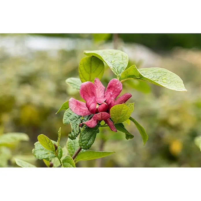 Pflanzen für dich Magnolie Gewürzstrauch - Sinocalycanthus raulstonii 'Hartlage Wine', Aktuelle Wuchshöhe: 80 cm - 100 cm - Nahaufnahme einer tiefrosa Blüte mit mehreren Blütenblättern, umgeben von grünen Blättern mit Wassertropfen.