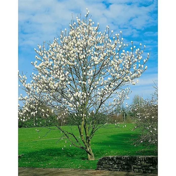 Pflanzen für dich Magnolie 60-80 cm - Magnolia kobus 'Isis', Aktuelle Wuchshöhe: 60 cm - 80 cm - Baum mit zahlreichen weißen Blüten auf grünem Rasen unter blauem Himmel.
