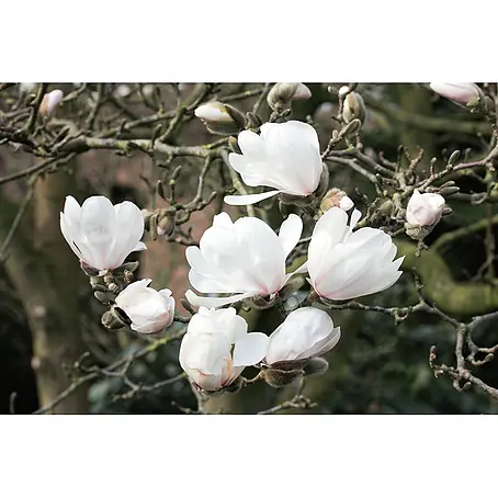 Pflanzen für dich  Magnolie 40-60 cm