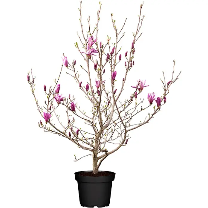 Pflanzen für dich Magnolie 60-80 cm - Magnolia liliiflora 'Susan', Aktuelle Wuchshöhe: 60 cm - 80 cm - Topf-Magnolie mit rosa Blüten und Knospen.