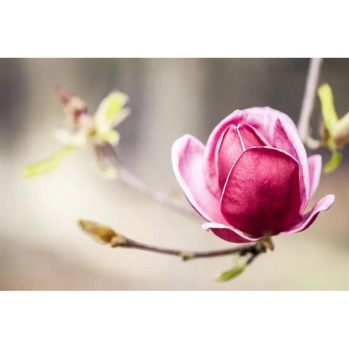 Pflanzen für dich Magnolie 60-80 cm - Magnolia 'Genie', Aktuelle Wuchshöhe: 60 cm - 80 cm - Eine leuchtend pinke Magnolienblüte am Zweig, teilweise geöffnet mit zarten Blütenblättern.