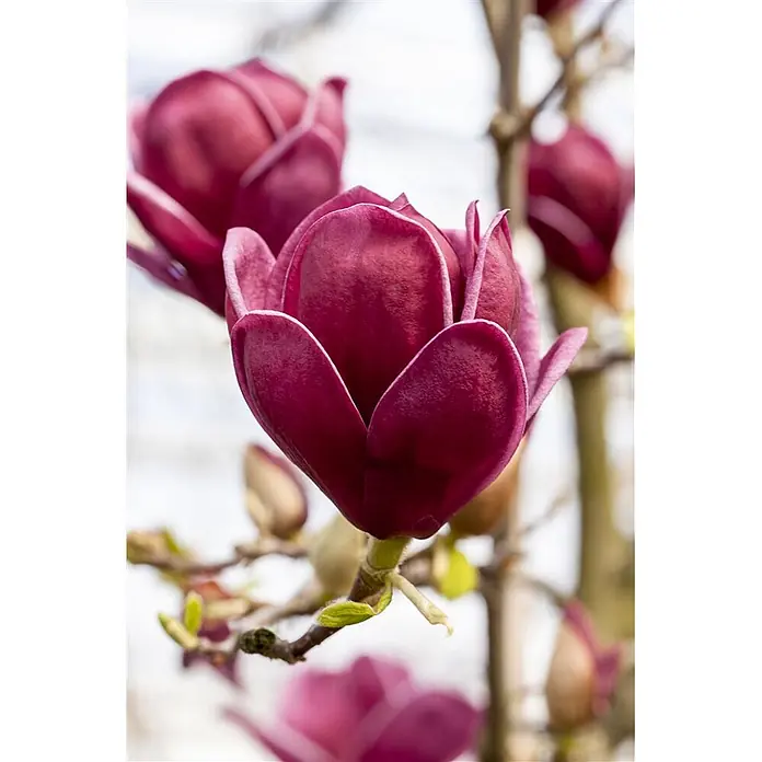 Pflanzen für dich Magnolie 60-80 cm - Magnolia 'Vulcan', Aktuelle Wuchshöhe: 60 cm - 80 cm - Dunkelmagentafarbene Magnolienblüten, teilweise geöffnet, an einem Ast.