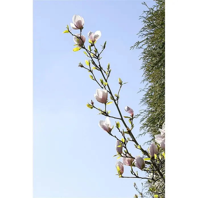 Pflanzen für dich Magnolie 60-80 cm - Magnolia 'Genie', Aktuelle Wuchshöhe: 60 cm - 80 cm - Hellrosa Magnolienblüten und frische grüne Blätter an einem Ast vor blauem Himmel.