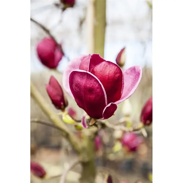 Pflanzen für dich Magnolie 60-80 cm - Magnolia 'Genie', Aktuelle Wuchshöhe: 60 cm - 80 cm - Lebhafte tiefrosa/violette Magnolienblüten an einem Ast.