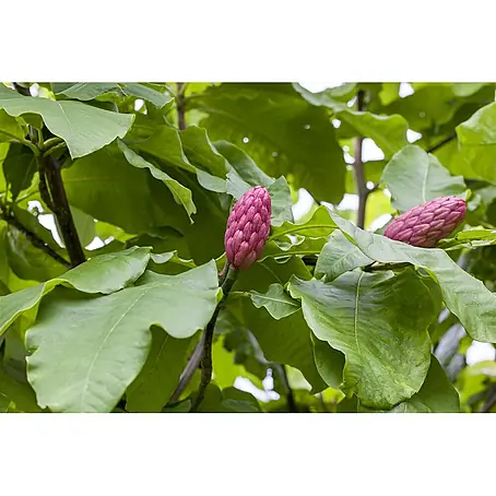 Pflanzen für dich  Magnolie 150-175 cm