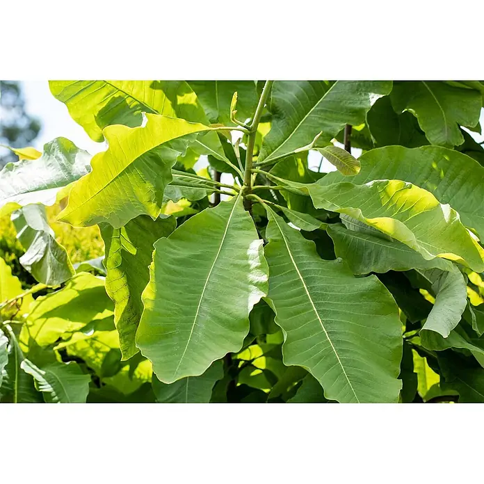Pflanzen für dich Magnolie 150-175 cm - Magnolia tripetala, Aktuelle Wuchshöhe: 150 cm - 175 cm - Große, leuchtend grüne Blätter einer Pflanze mit deutlicher Blattaderung und neuen Trieben.