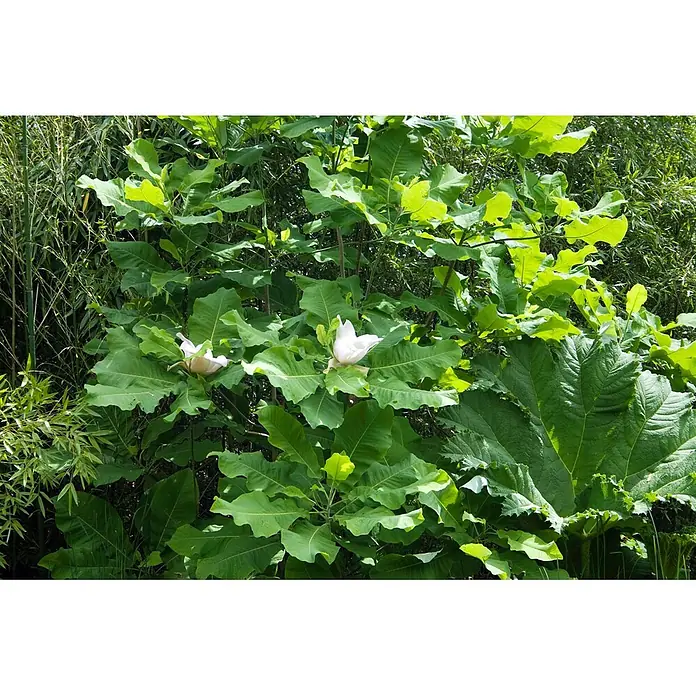Pflanzen für dich Magnolie 150-175 cm - Magnolia tripetala, Aktuelle Wuchshöhe: 150 cm - 175 cm - Zwei große weiße Blüten blühen inmitten von üppigem grünem Laub und breiten Blättern in einem Garten.