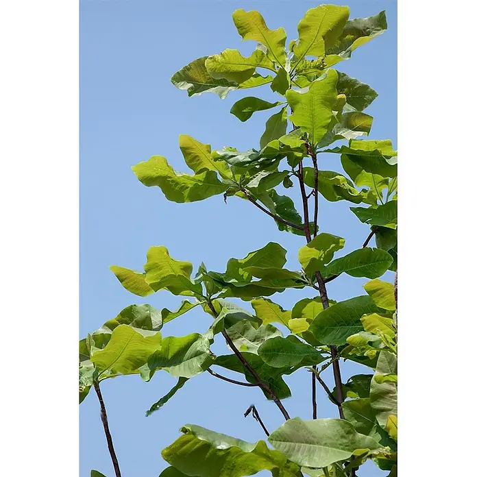 Pflanzen für dich Magnolie 150-175 cm - Magnolia tripetala, Aktuelle Wuchshöhe: 150 cm - 175 cm - Üppige grüne Blätter an rötlich-braunen Ästen ragen in einen klaren blauen Himmel.