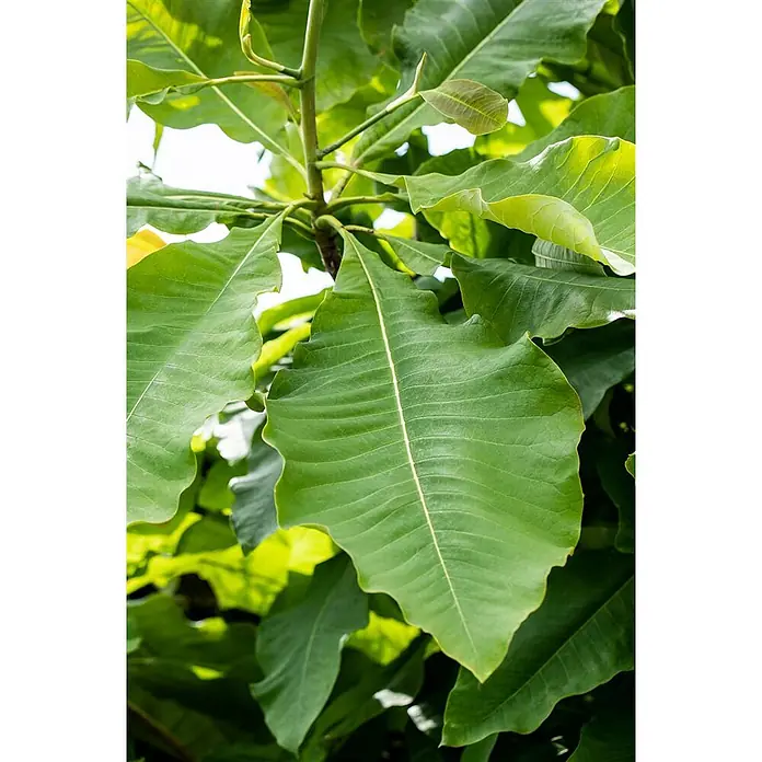 Pflanzen für dich Magnolie 150-175 cm - Magnolia tripetala, Aktuelle Wuchshöhe: 150 cm - 175 cm - Satte grüne Blätter einer Pflanze mit deutlichen Blattadern und neuem Trieb am Stängel.