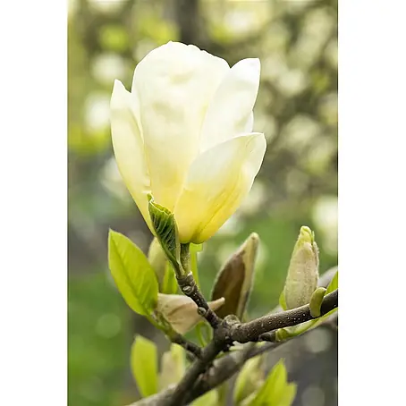 Pflanzen für dich  Magnolie 100-125 cm