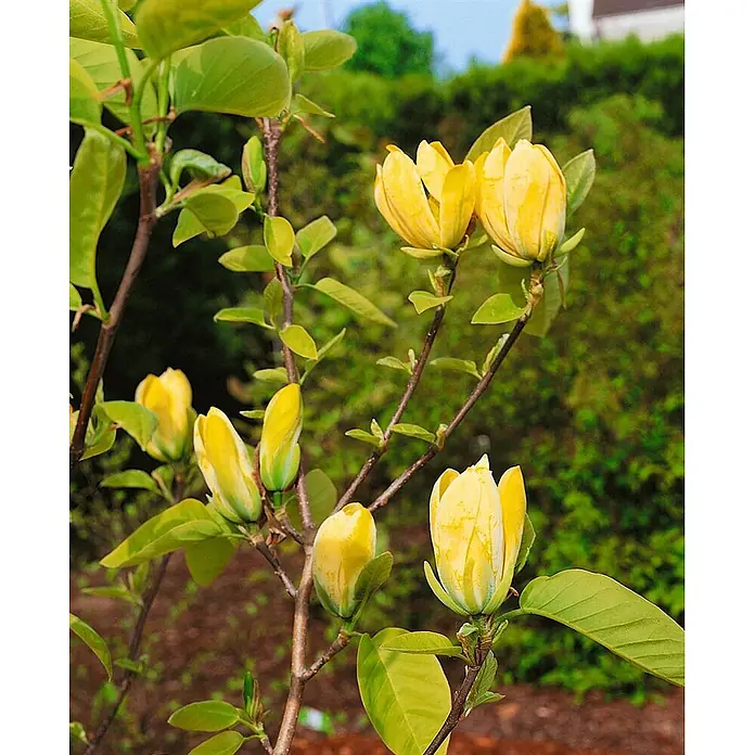 Pflanzen für dich Magnolie 100-125 cm - Magnolia 'Yellow Joy', Aktuelle Wuchshöhe: 100 cm - 125 cm - Gelbe Blütenknospen und grüne Blätter an einem Pflanzenzweig.