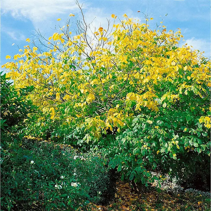 Pflanzen für dich Magnolie 60-80 cm - Cladrastis lutea, Aktuelle Wuchshöhe: 60 cm - 80 cm - Großer Baum mit leuchtendem Herbstlaub, halb grün, halb gelb, unter blauem Himmel.