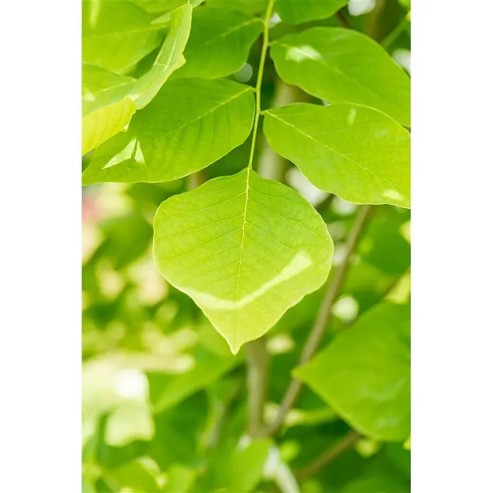 Pflanzen für dich Magnolie 60-80 cm - Cladrastis lutea, Aktuelle Wuchshöhe: 60 cm - 80 cm - Helle grüne Blätter einer Pflanze, von natürlichem Licht beleuchtet.