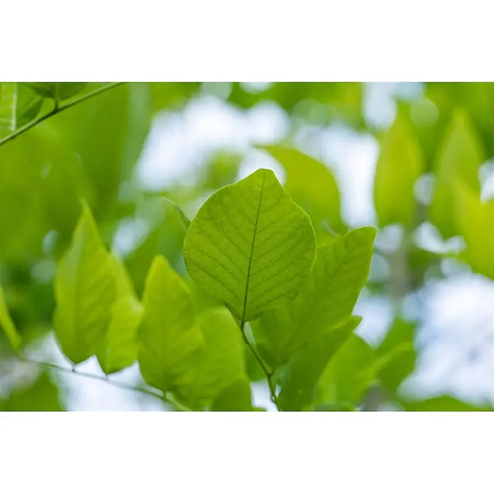 Pflanzen für dich Magnolie 60-80 cm - Cladrastis lutea, Aktuelle Wuchshöhe: 60 cm - 80 cm - Ein lebhaft grünes Blatt im scharfen Fokus, das seine detaillierte Blattaderstruktur zeigt.
