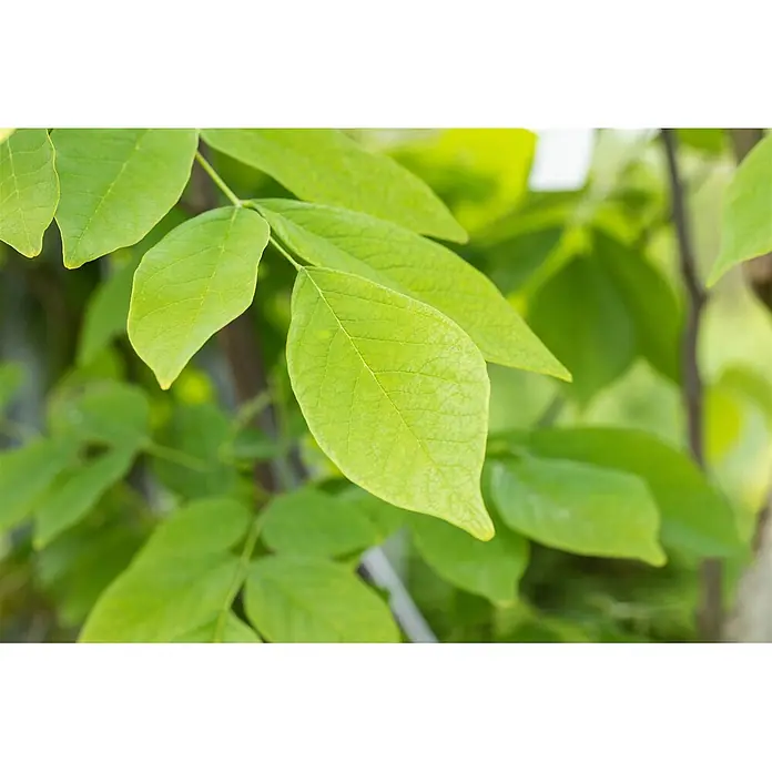 Pflanzen für dich Magnolie 60-80 cm - Cladrastis lutea, Aktuelle Wuchshöhe: 60 cm - 80 cm - Lebendige grüne Blätter mit sichtbaren Adern, in natürlichem Licht, zeigen frisches Laub.