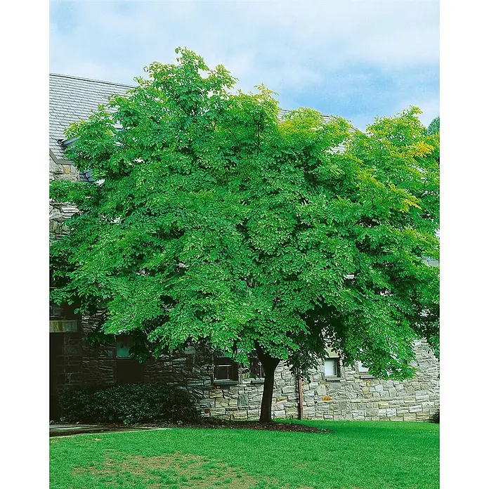 Pflanzen für dich Magnolie 60-80 cm - Cladrastis lutea, Aktuelle Wuchshöhe: 60 cm - 80 cm - Ein üppiger, grünblättriger Baum steht auf einem Rasen vor einem Steinhaus mit grauem Dach, unter blauem Himmel.