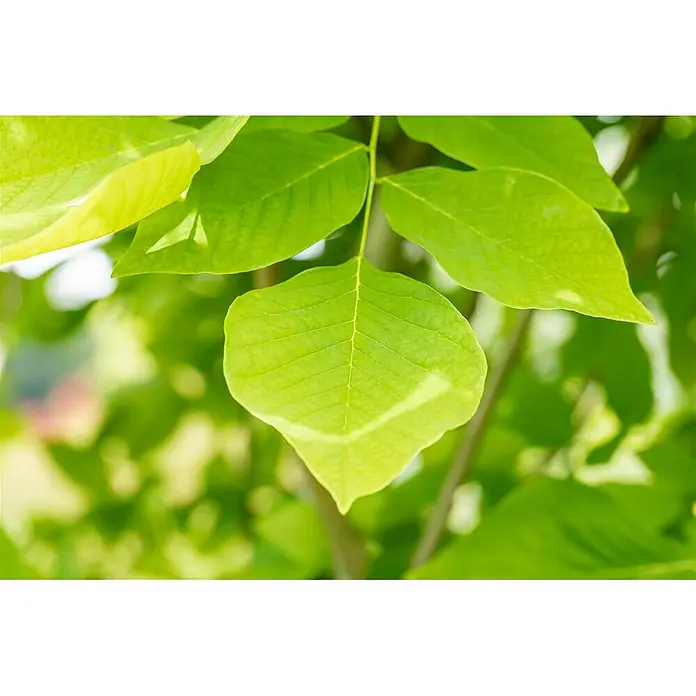 Pflanzen für dich Magnolie 60-80 cm - Cladrastis lutea, Aktuelle Wuchshöhe: 60 cm - 80 cm - Lebendige grüne Blätter mit komplizierten Adernmustern, die die Vitalität der Natur widerspiegeln.