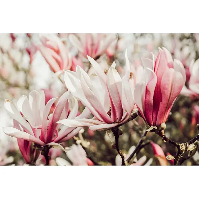 Pflanzen für dich Magnolie 40-60 cm - Magnolia 'Sunrise', Aktuelle Wuchshöhe: 40 cm - 60 cm - Zarte rosa-weiße Magnolienblüten auf Zweigen, die weiche Blütenblätter zeigen.