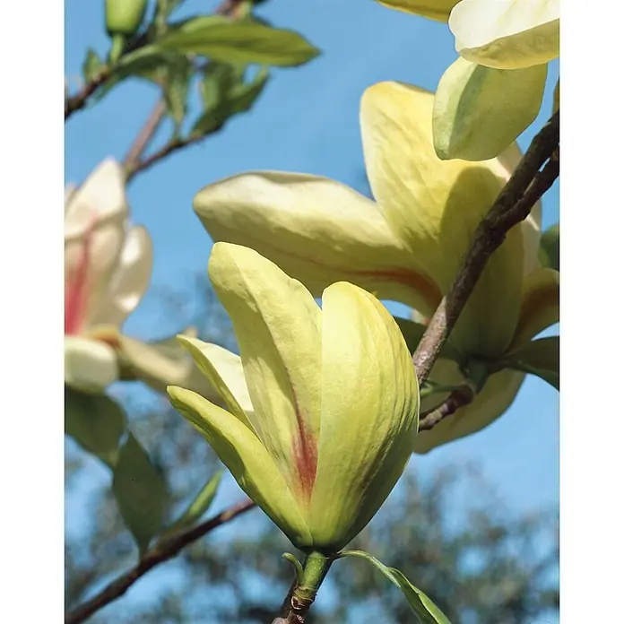 Pflanzen für dich Magnolie 40-60 cm - Magnolia 'Sunrise', Aktuelle Wuchshöhe: 40 cm - 60 cm - Nahaufnahme gelb-grüner Magnolienblüten mit rötlichen Adern an einem Ast vor blauem Himmel.