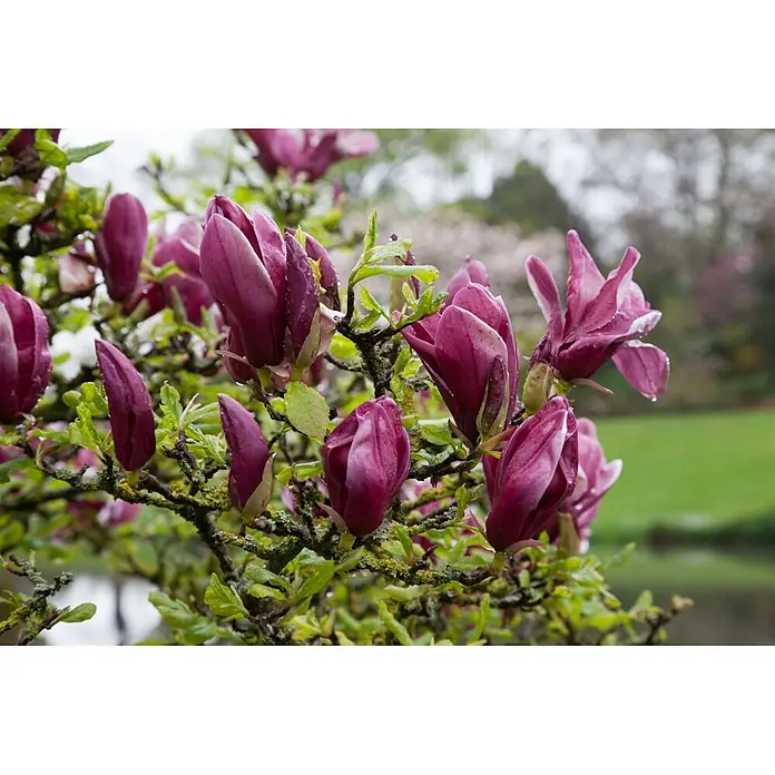 Pflanzen für dich Magnolie 30-40 cm - Magnolia 'Burgundy Star', Aktuelle Wuchshöhe: 30 cm - 40 cm - Leuchtend dunkelrosa Magnolienblüten und Knospen mit Wassertropfen an einem moosigen Ast mit grünen Blättern.