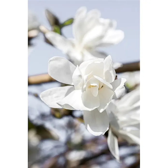 Pflanzen für dich Magnolie 50-60 cm - Magnolia loebneri 'Merrill', Aktuelle Wuchshöhe: 50 cm - 60 cm - Zarte weiße Magnolienblüten in voller Pracht an einem Baumzweig.