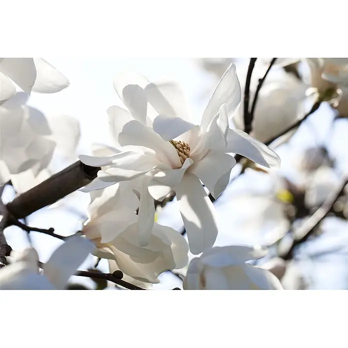 Pflanzen für dich Magnolie 50-60 cm - Magnolia loebneri 'Merrill', Aktuelle Wuchshöhe: 50 cm - 60 cm - Nahaufnahme von leuchtend weißen Magnolienblüten mit hellbraunen Zentren, die an dunklen Ästen vor hellem Himmel blühen.