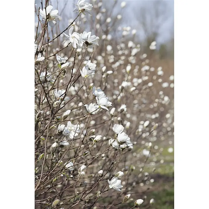 Pflanzen für dich Magnolie 50-60 cm - Magnolia loebneri 'Merrill', Aktuelle Wuchshöhe: 50 cm - 60 cm - Weiße Magnolienblüten blühen an braunen Ästen, mit weißen Knospen und unscharfen Blüten im Hintergrund.