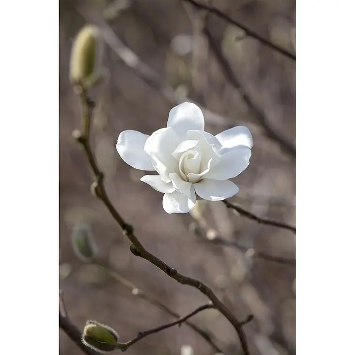 Pflanzen für dich Magnolie 50-60 cm - Magnolia loebneri 'Merrill', Aktuelle Wuchshöhe: 50 cm - 60 cm - Weiße Magnolienblüte an einem Ast, umgeben von flauschigen Knospen. Die Blüte hat zarte Blütenblätter.