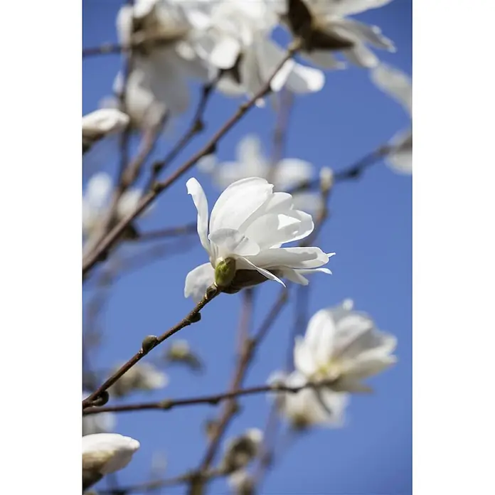 Pflanzen für dich Magnolie 50-60 cm - Magnolia loebneri 'Merrill', Aktuelle Wuchshöhe: 50 cm - 60 cm - Weiße Magnolienblüten an Zweigen vor blauem Himmel.