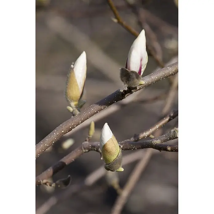 Pflanzen für dich Magnolie 50-60 cm - Magnolia loebneri 'Merrill', Aktuelle Wuchshöhe: 50 cm - 60 cm - Drei Magnolienknospen, weiß mit lila Nuancen, schlüpfen aus braunen, pelzigen Schutzhüllen an kahlen Ästen.